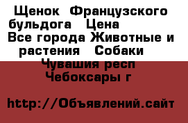 Щенок  Французского бульдога › Цена ­ 35 000 - Все города Животные и растения » Собаки   . Чувашия респ.,Чебоксары г.